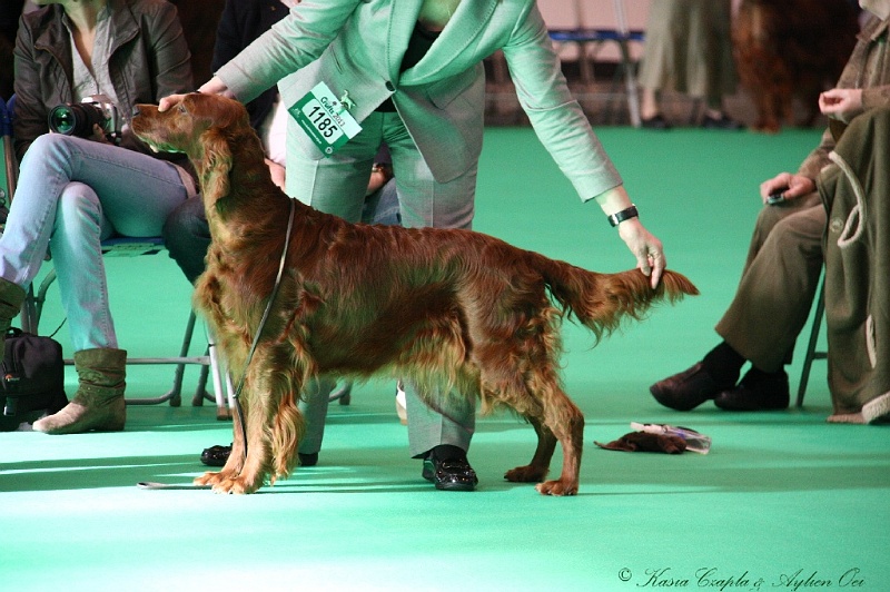 Crufts2011 042.jpg